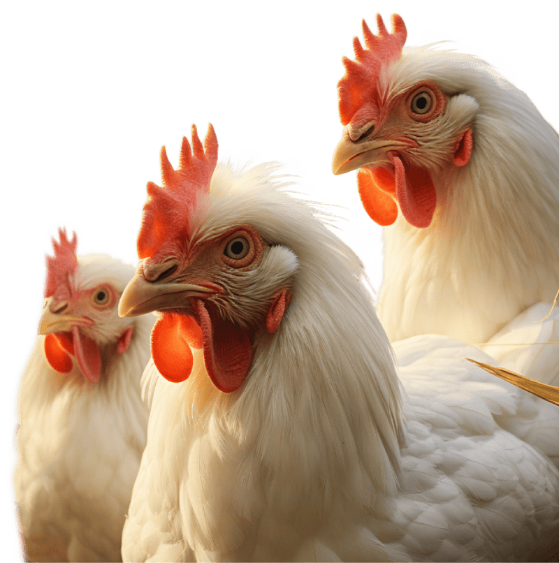 چشم انداز و رسالت